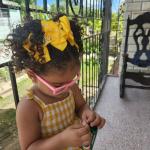 Lazo Milena cinta de 5cm con corona dorada